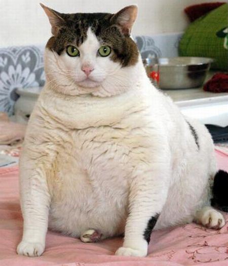 1865-fat-cat.jpeg