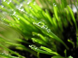 2816-grass.wheatgrass.jpg