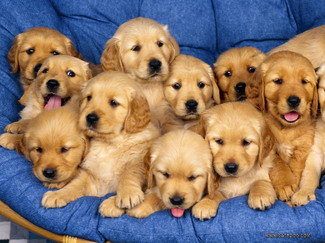 3688-golden-retriever-puppies-thumb-325x243-3687.jpg