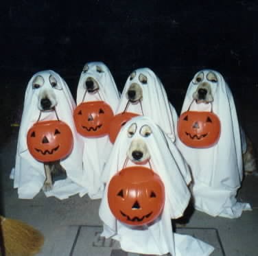 3711-halloween_costume_dog.jpg