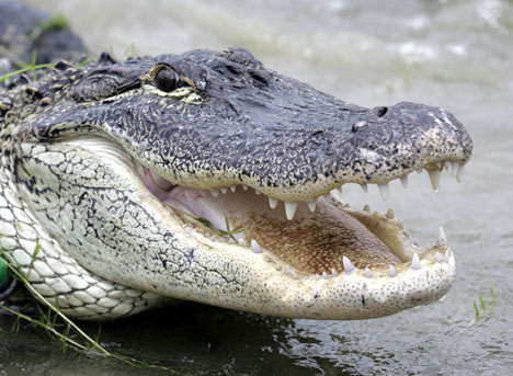 4555-alligator.jpg