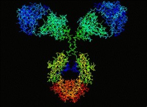 6679-antibody-thumb-290x212-6678.jpg