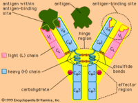 6682-anti23-thumb-200x150-6681.gif